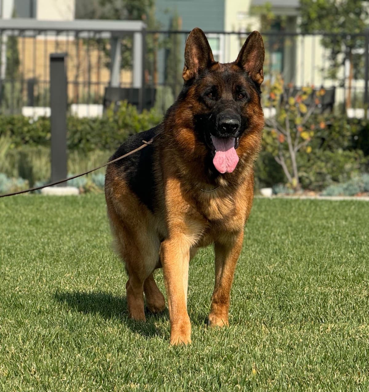German Shepherd Dog Puppies breeder image 17