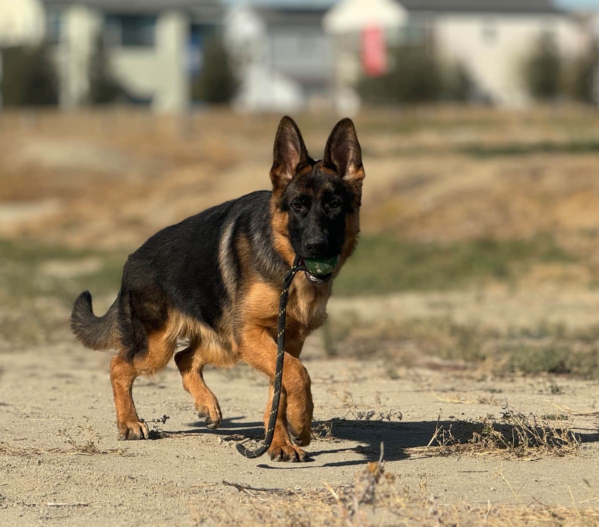 German Shepherd Dog Puppies breeder image 20
