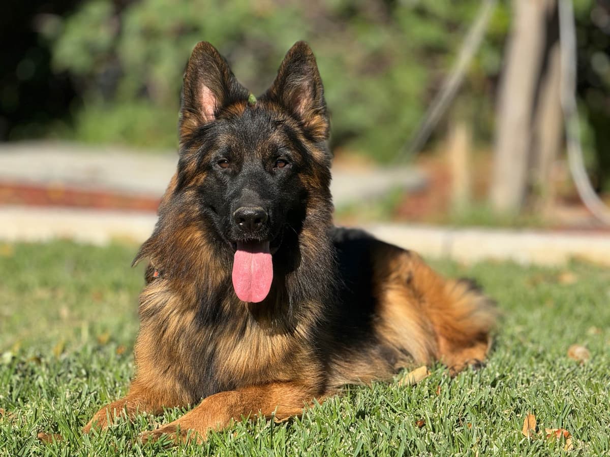 German Shepherd Dog Puppies breeder image 22
