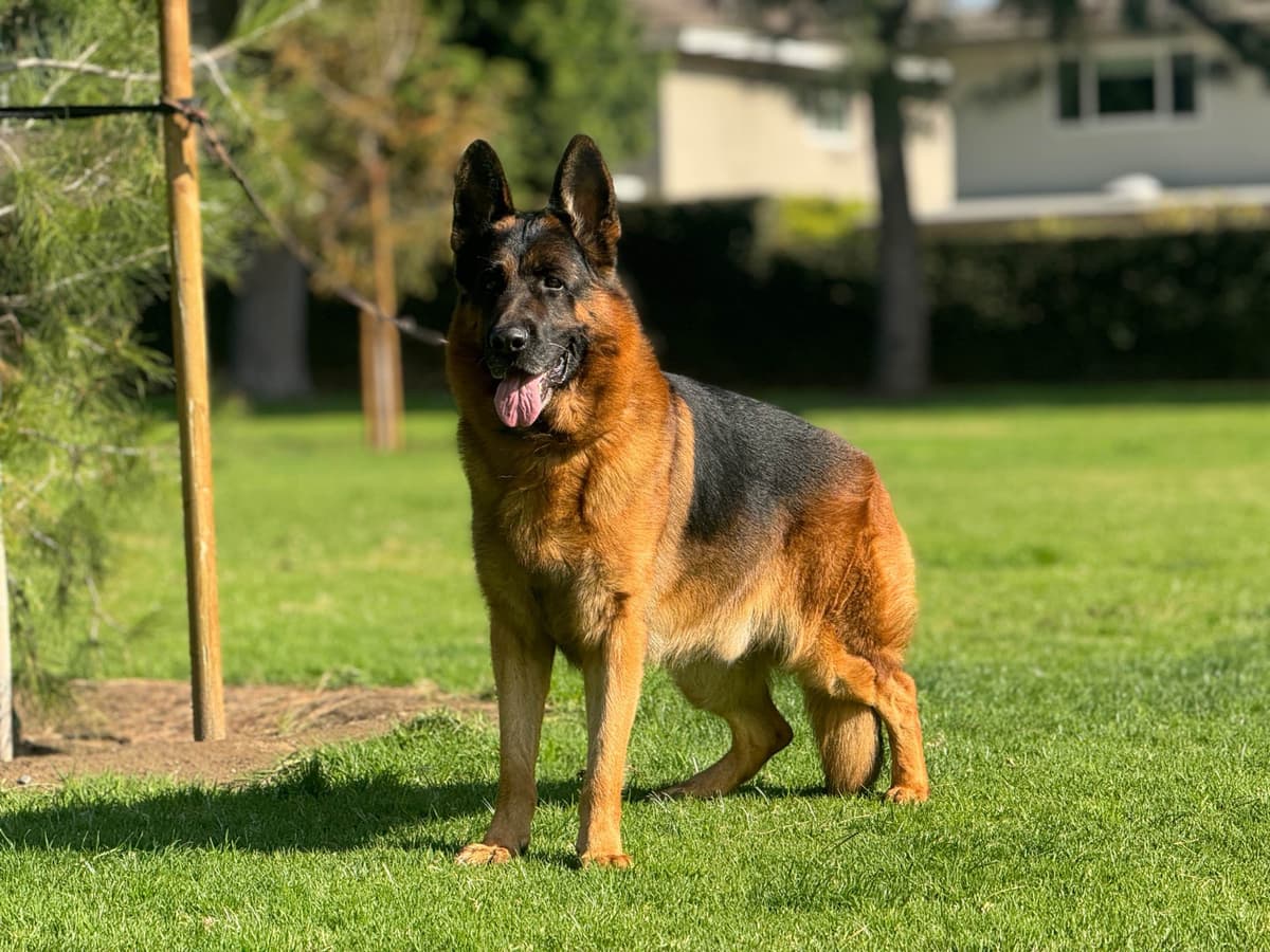 German Shepherd Dog Puppies breeder image 21