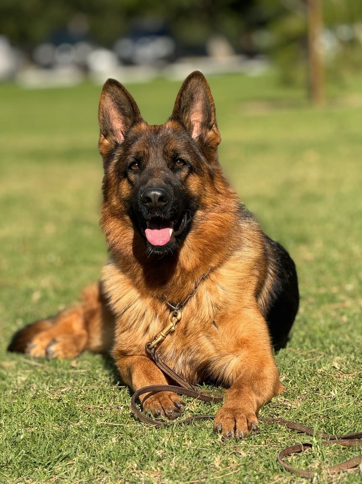 German Shepherd Dog Puppies breeder image 19