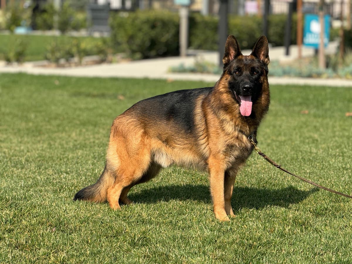 German Shepherd Dog Puppies breeder image 23