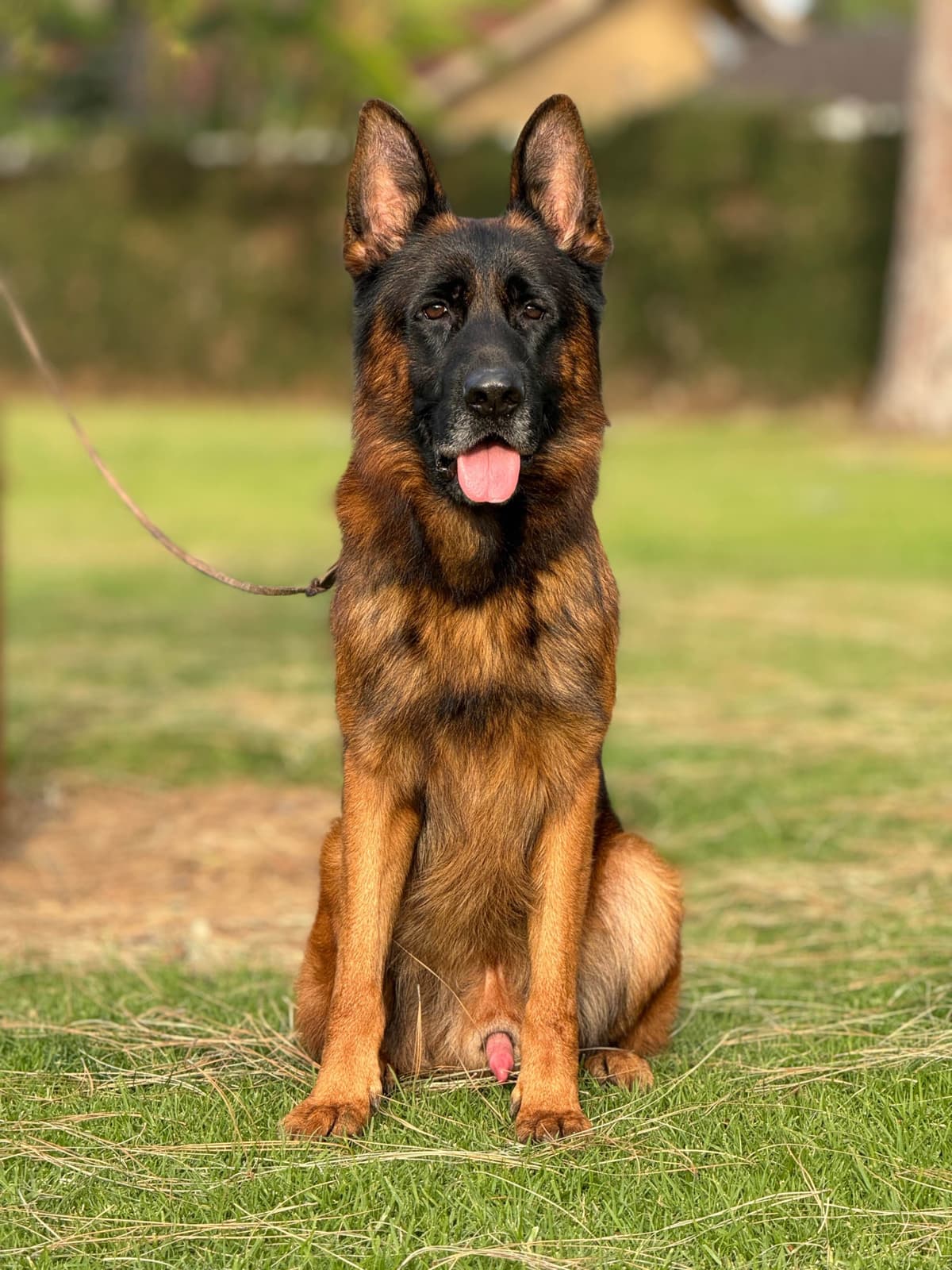 German Shepherd Dog Puppies breeder image 25