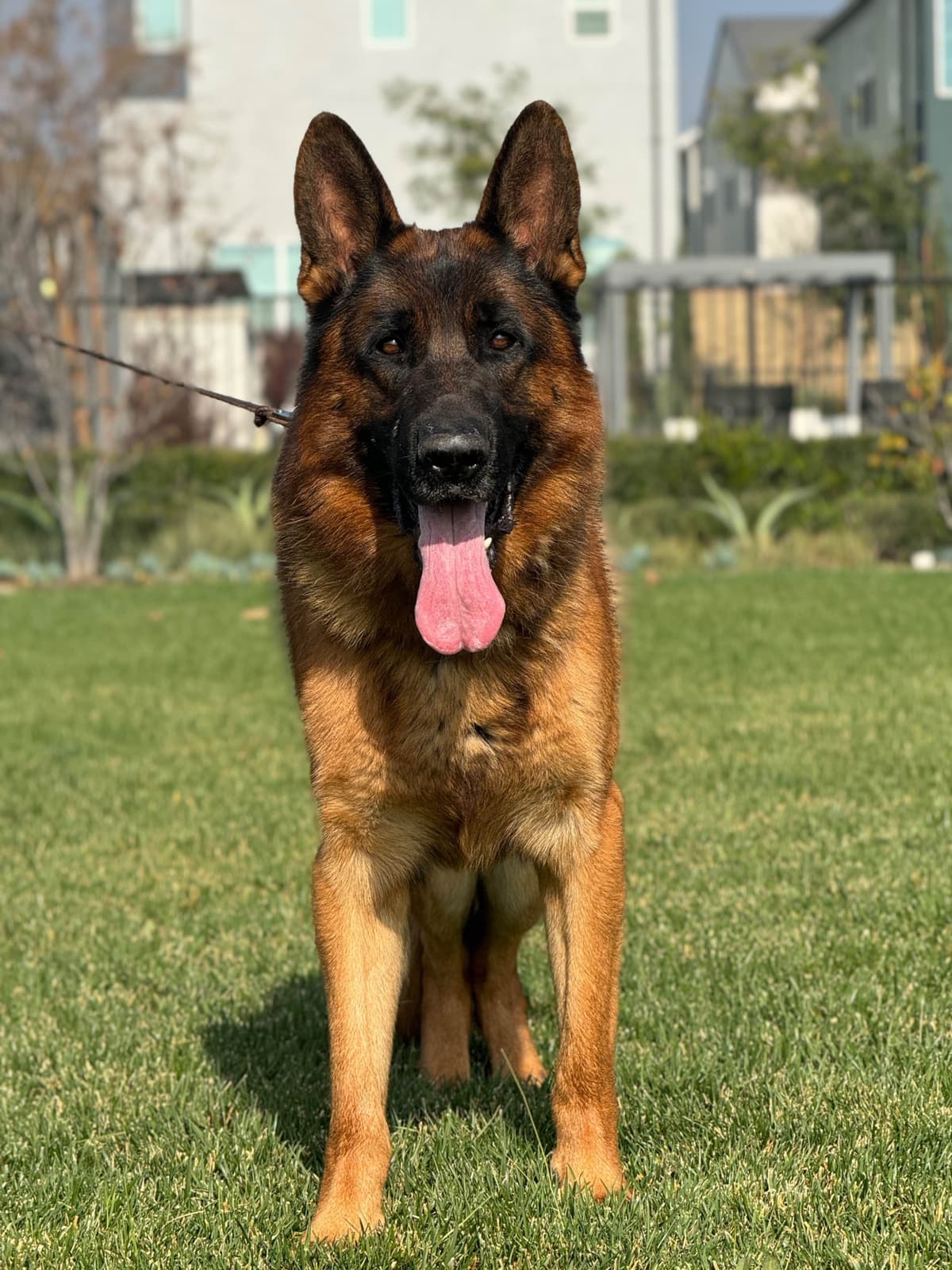German Shepherd Dog Puppies breeder image 26