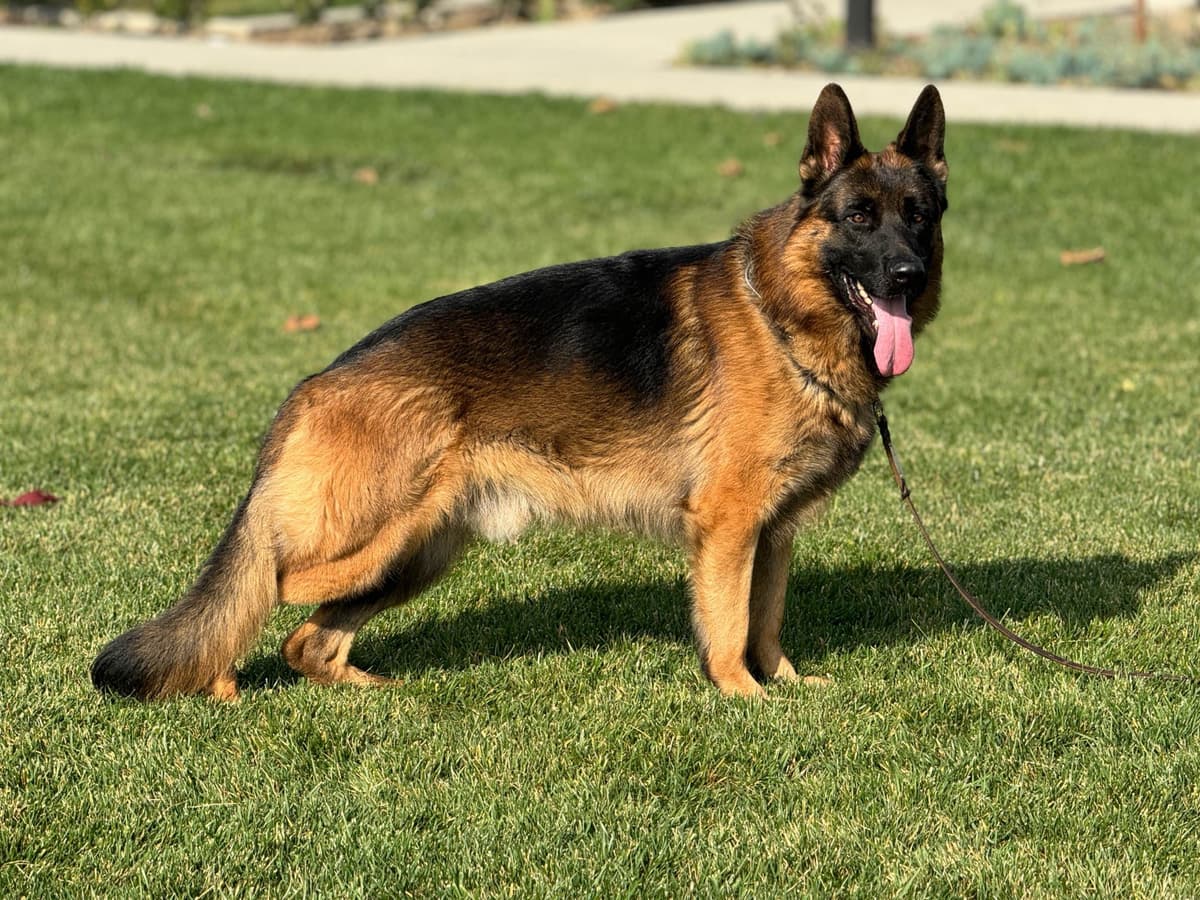 German Shepherd Dog Puppies breeder image 24