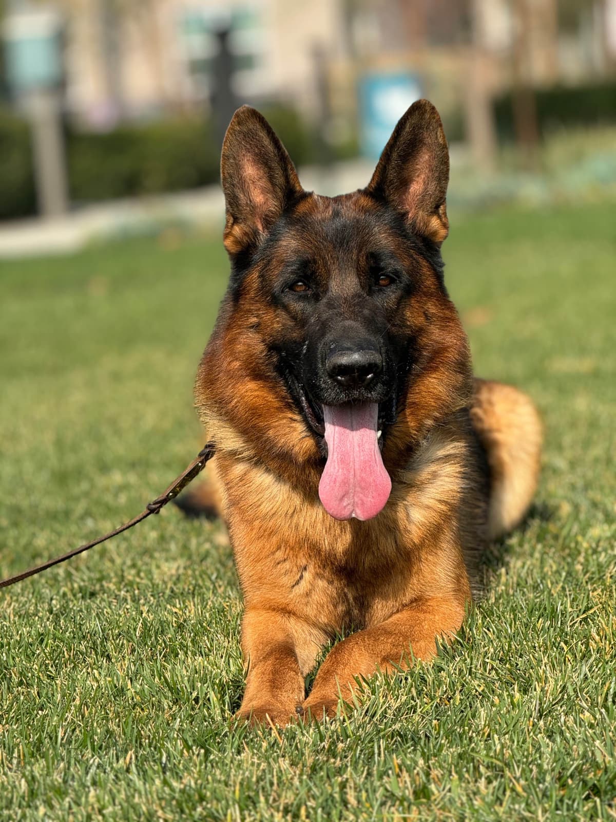 German Shepherd Dog Puppies breeder image 27