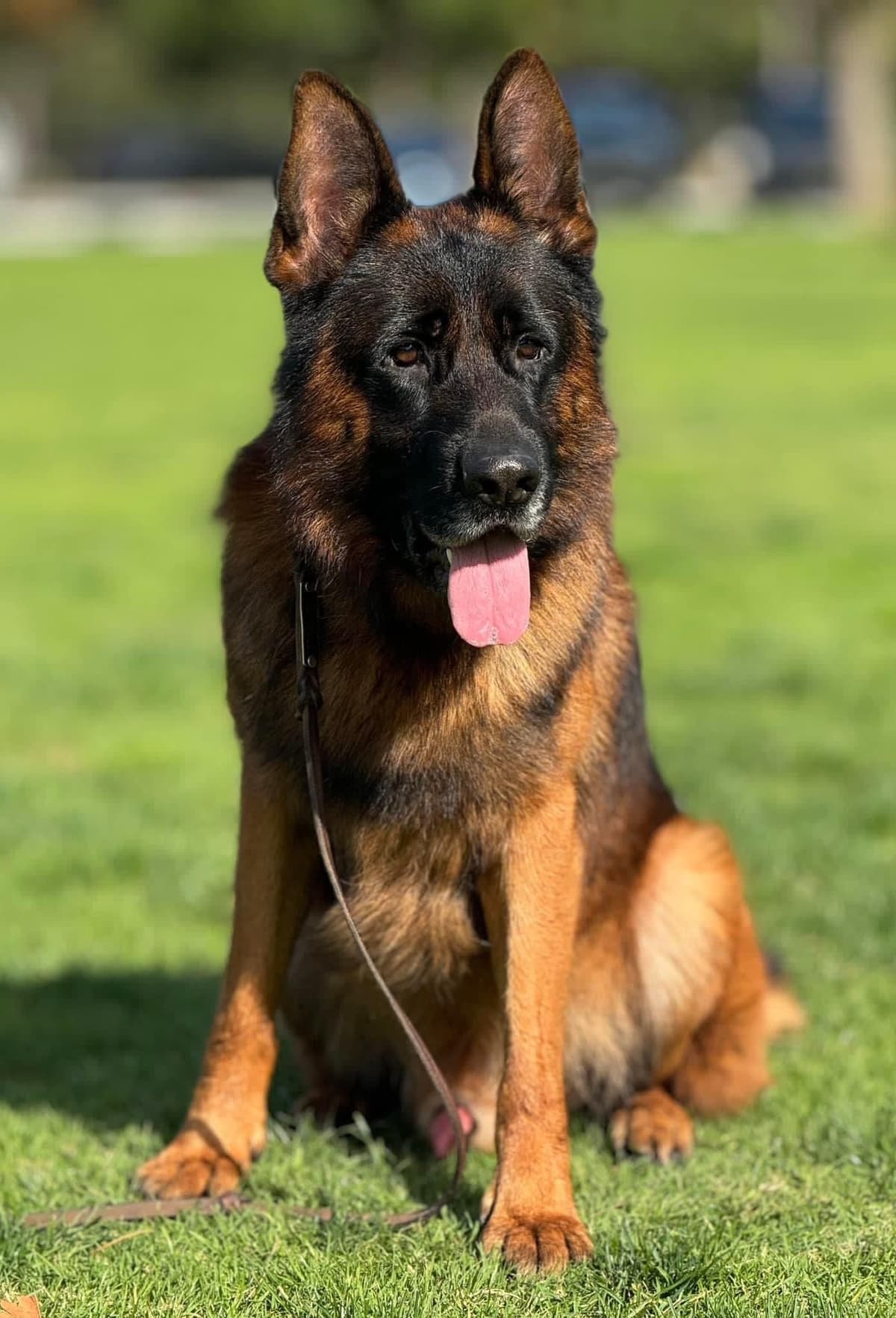 German Shepherd Dog Puppies breeder image 28