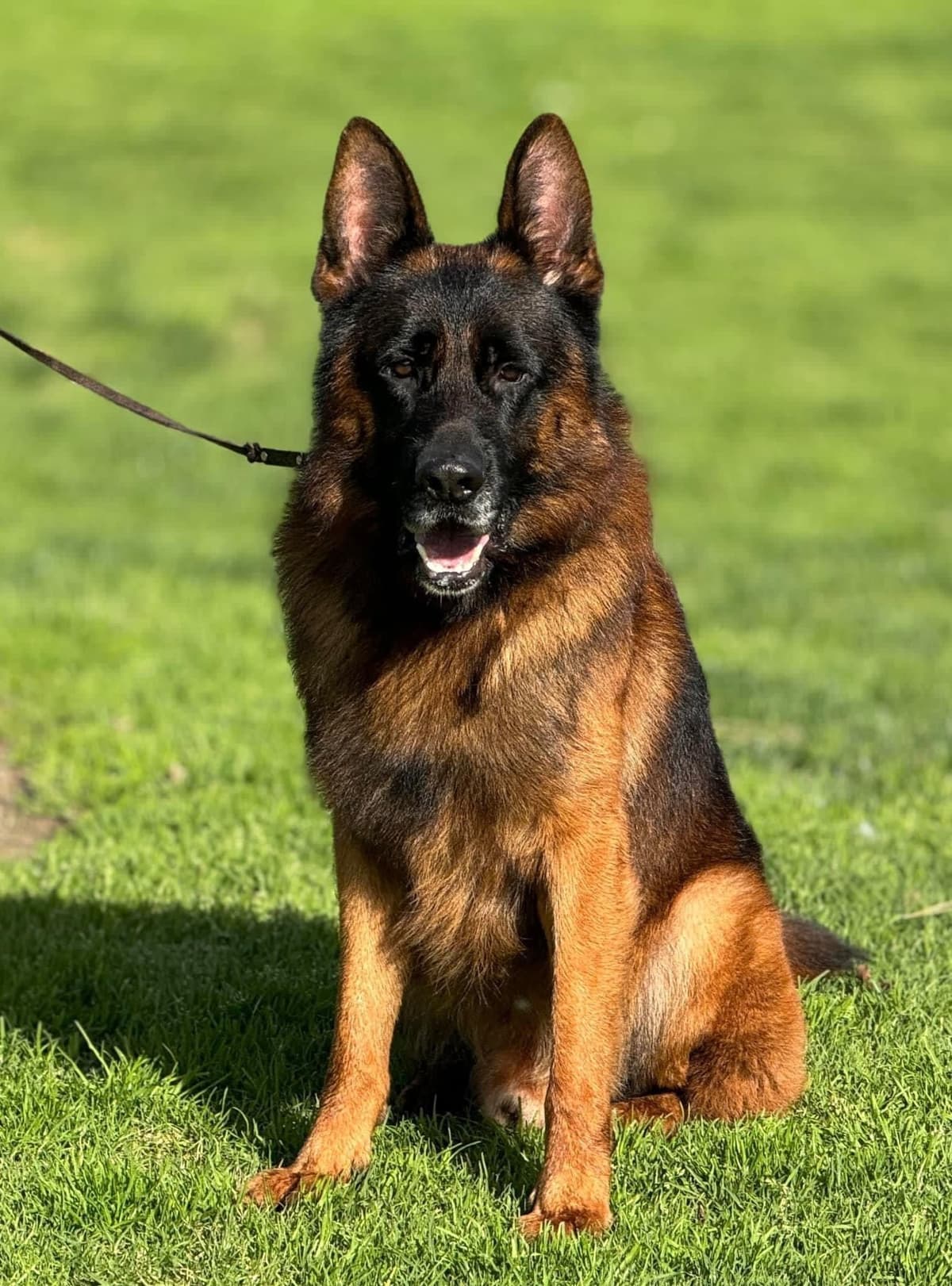 German Shepherd Dog Puppies breeder image 29