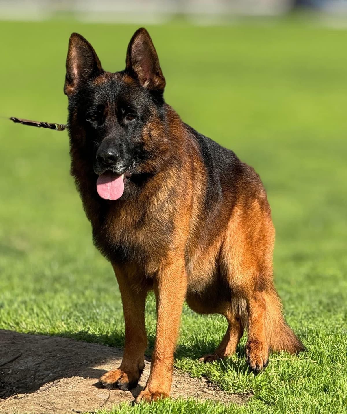 German Shepherd Dog Puppies breeder image 30