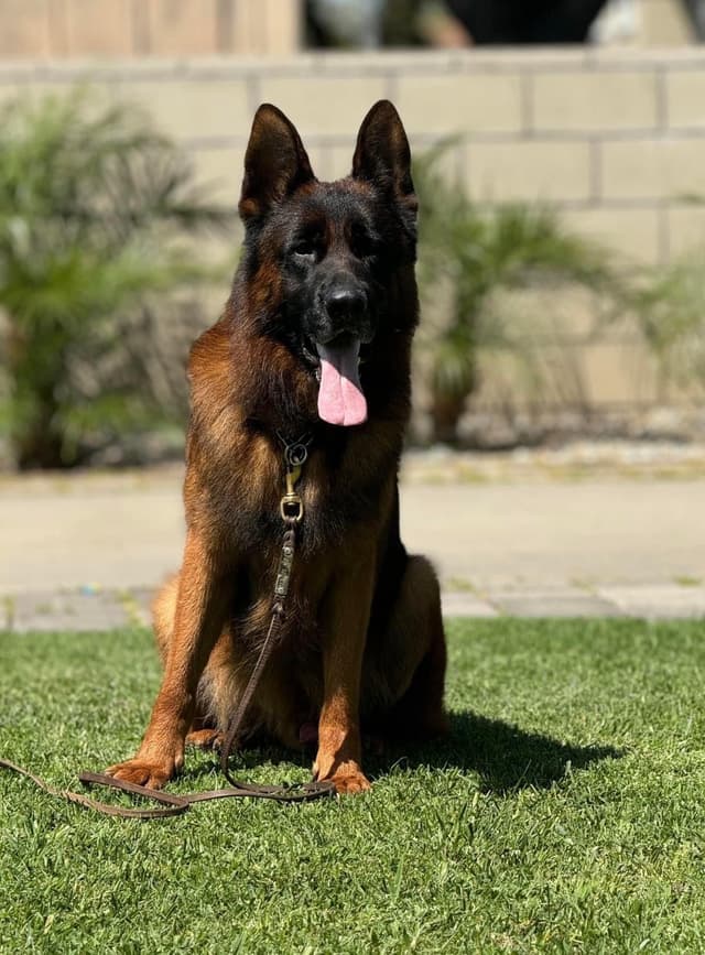 German Shepherd Dog Puppies media 2
