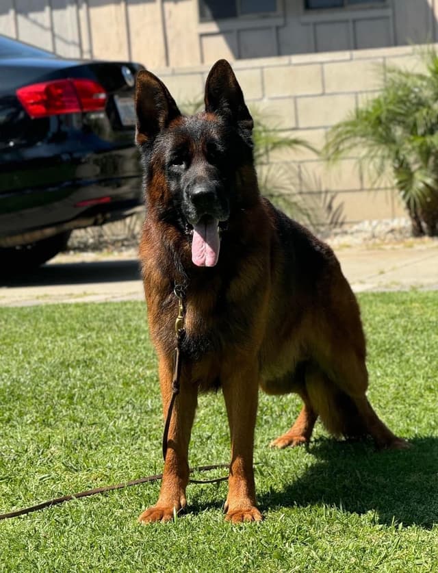 German Shepherd Dog Puppies media 3