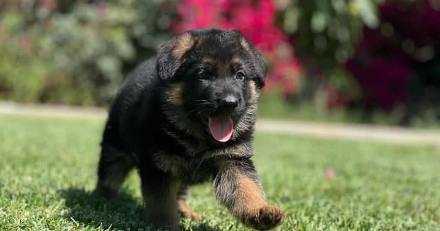 German Shepherd Dog Puppies media 4