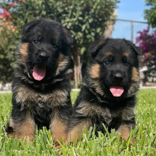 German Shepherd Dog Puppies media 5