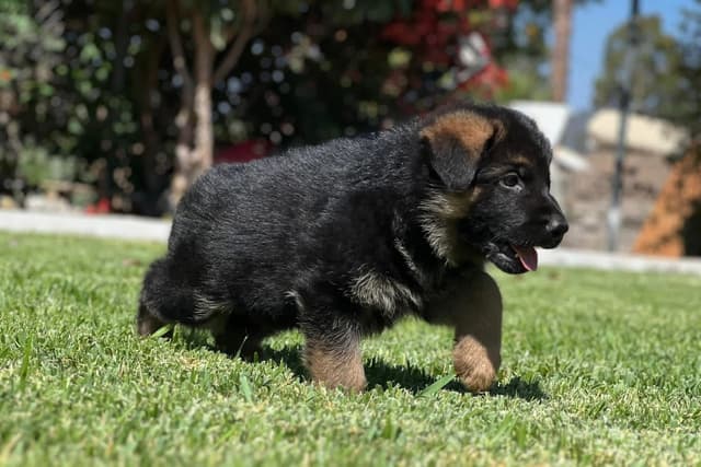 German Shepherd Dog Puppies media 6