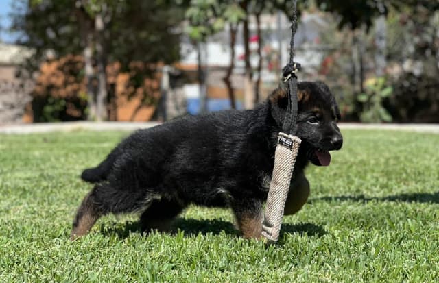 German Shepherd Dog Puppies media 7