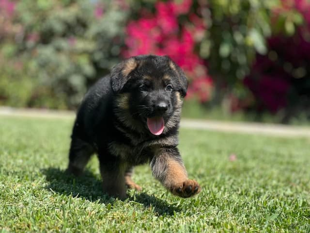 German Shepherd Dog Puppies media 10
