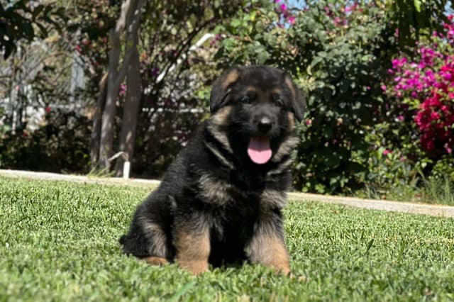 German Shepherd Dog Puppies media 12
