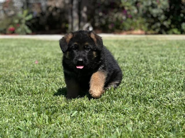 German Shepherd Dog Puppies media 13