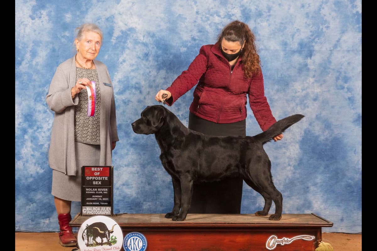 Labrador Retriever Puppies breeder image 8