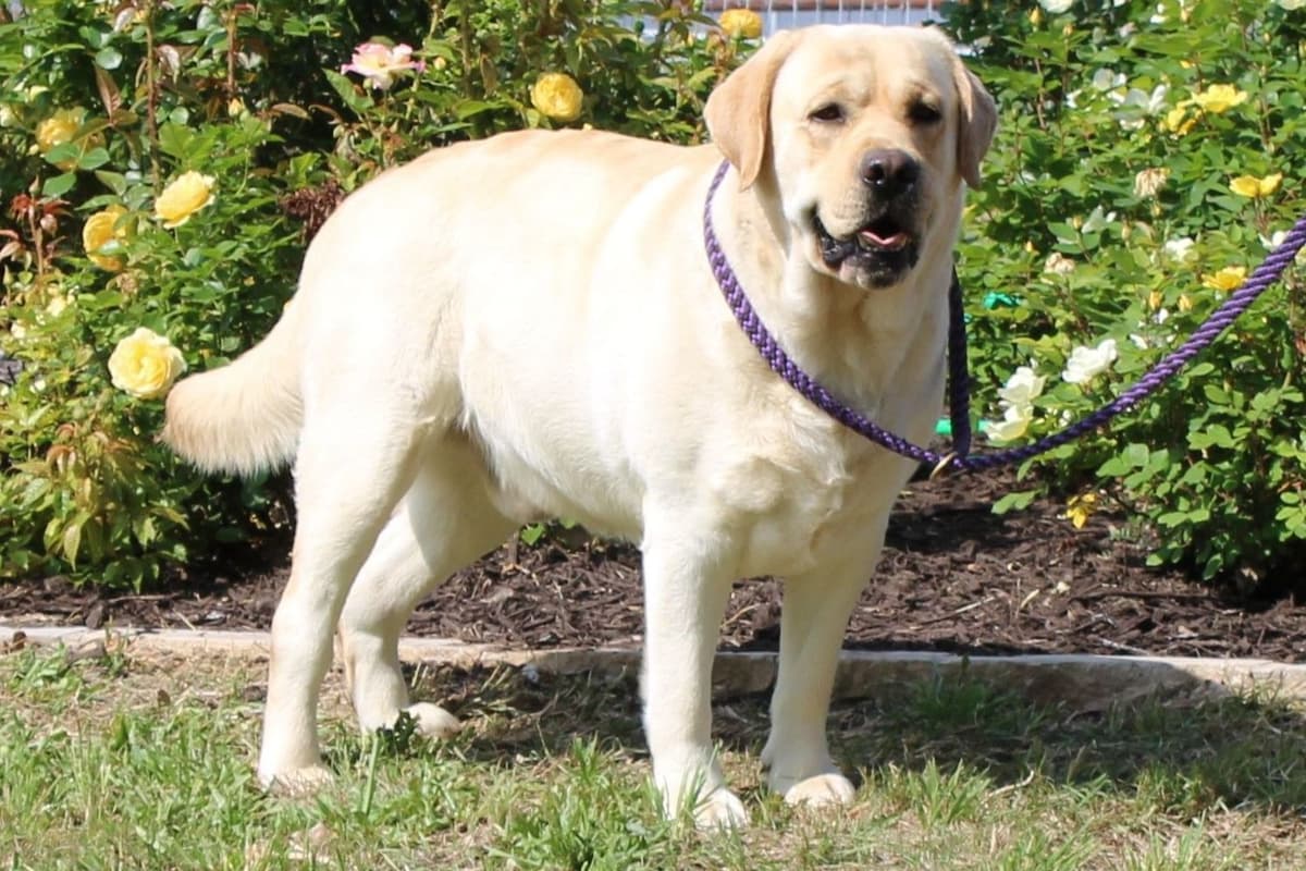Labrador Retriever Puppies breeder image 9
