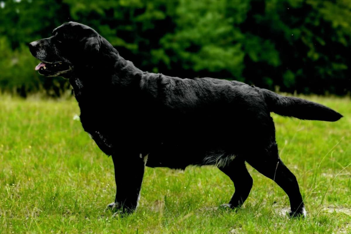 Labrador Retriever Puppies breeder image 13
