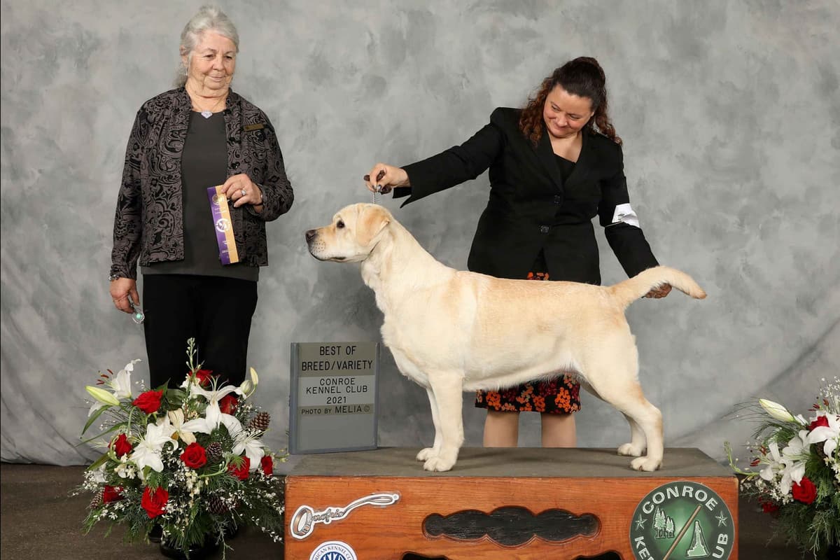 Labrador Retriever Puppies breeder image 14