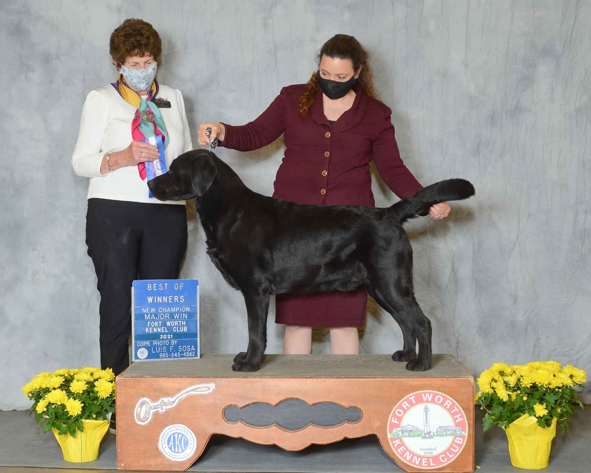 Labrador Retriever Puppies breeder image 15