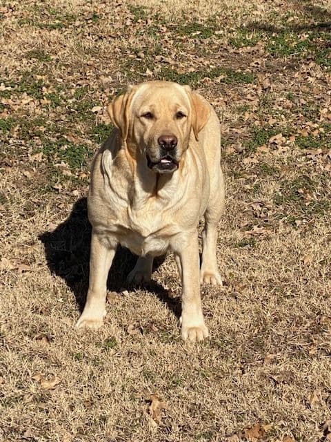 Labrador Retriever Puppies breeder image 17