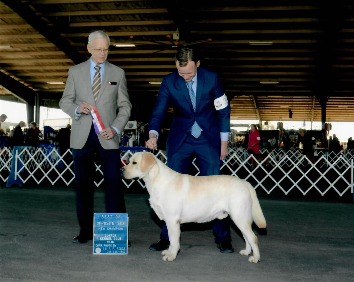 Labrador Retriever Puppies breeder image 18