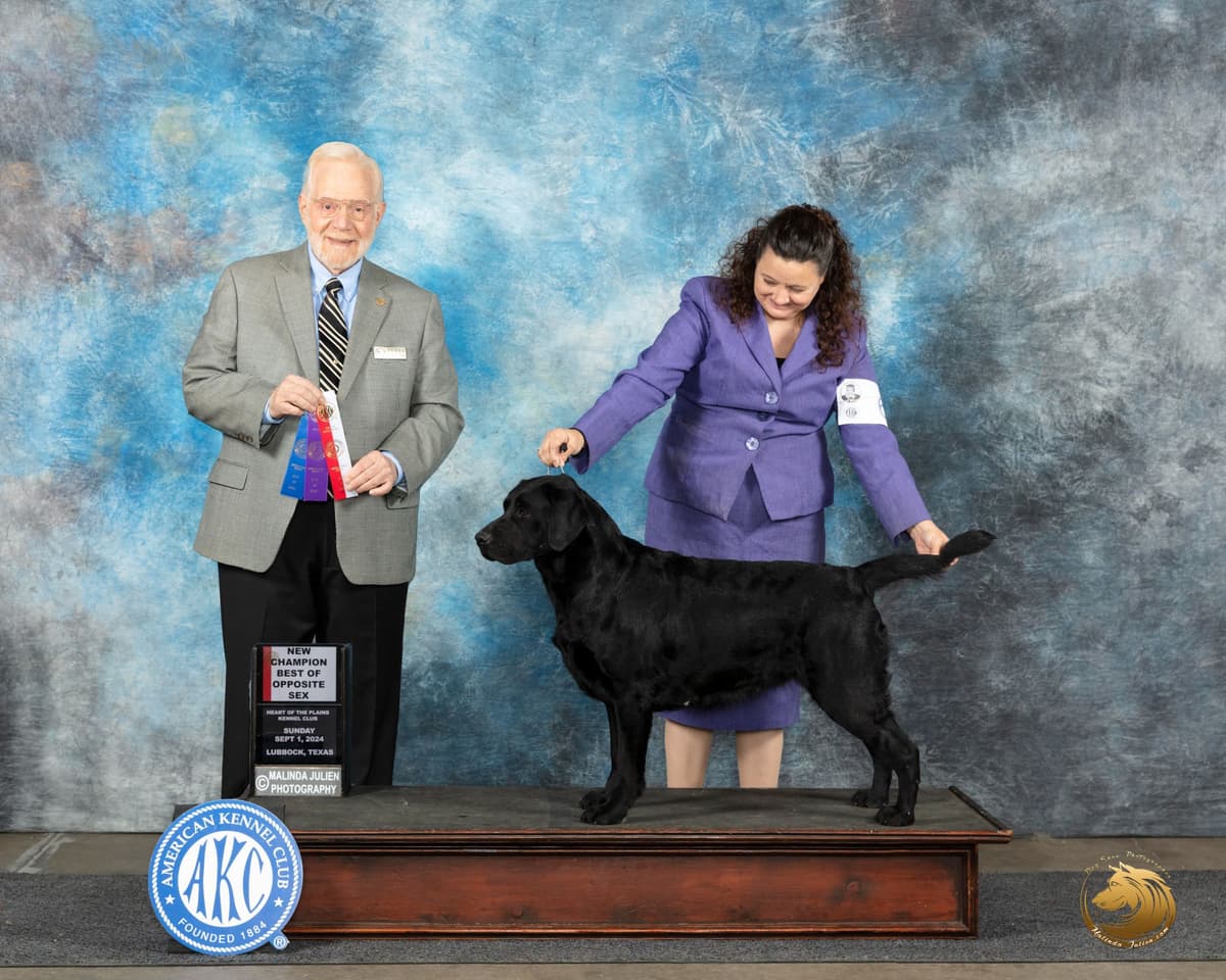 Labrador Retriever Puppies breeder image 19
