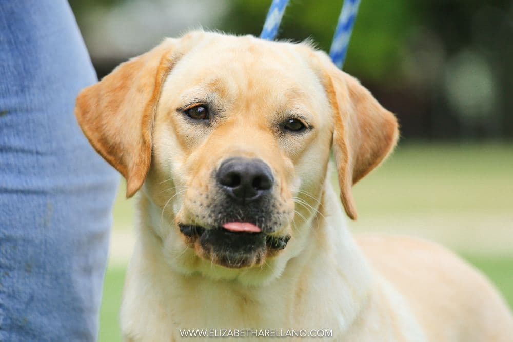 Labrador Retriever Puppies breeder image 21