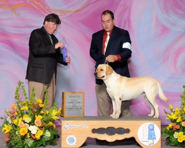 Labrador Retriever Puppies breeder image 22