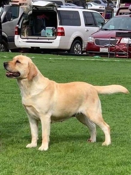 Labrador Retriever Puppies breeder image 23