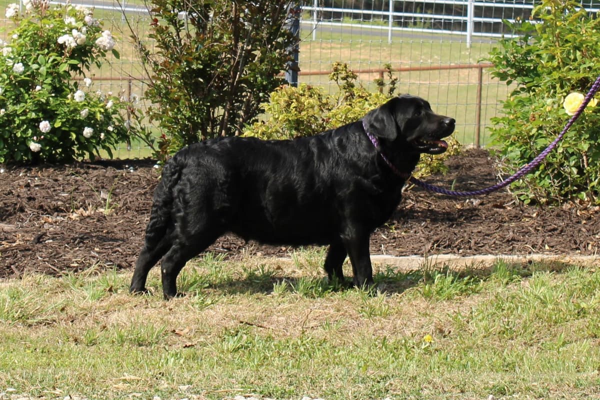 Labrador Retriever Puppies breeder image 24