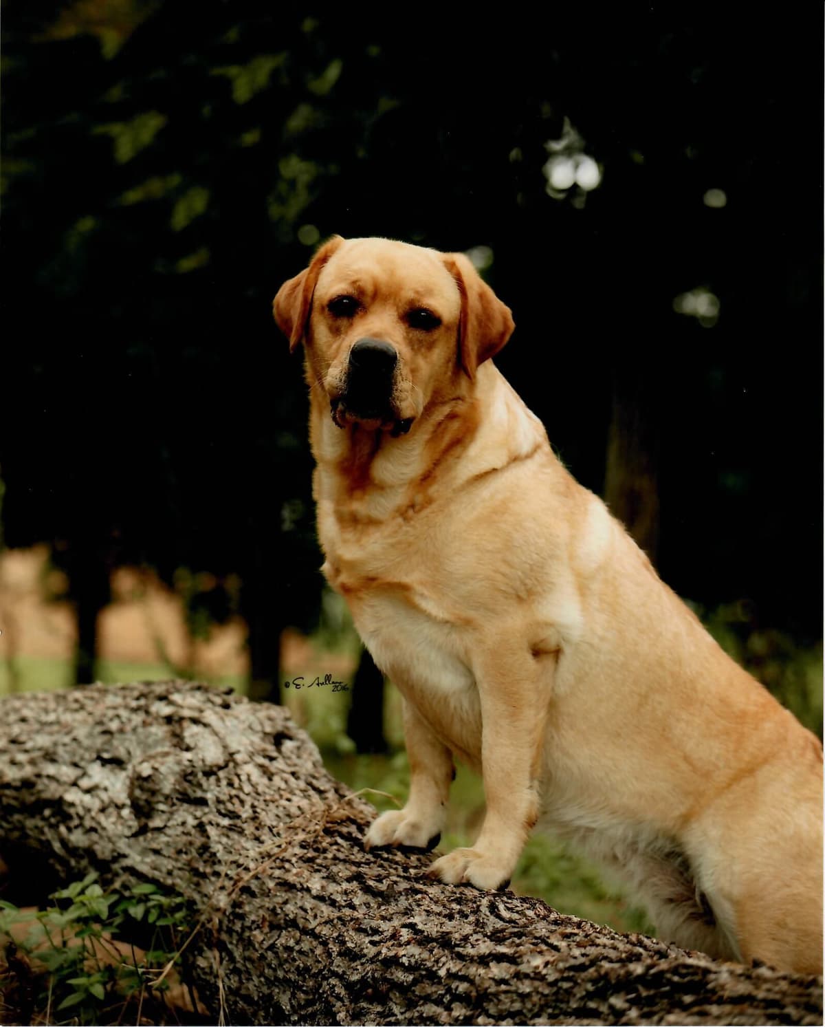 Labrador Retriever Puppies breeder image 25