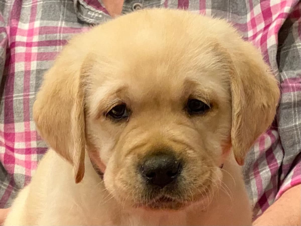 Labrador Retriever Puppies breeder image 27