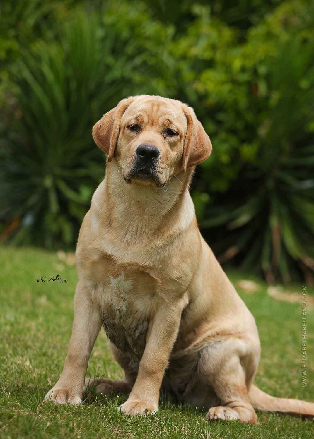 Labrador Retriever Puppies breeder image 28