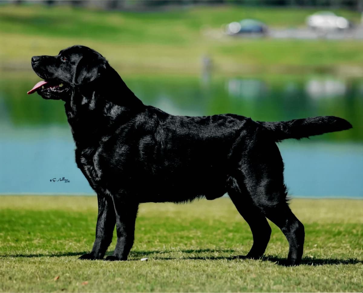 Labrador Retriever Puppies breeder image 29