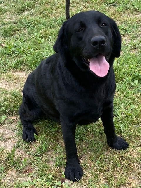 Labrador Retriever Puppies media 3