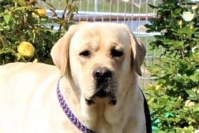 Labrador Retriever Puppies media 4