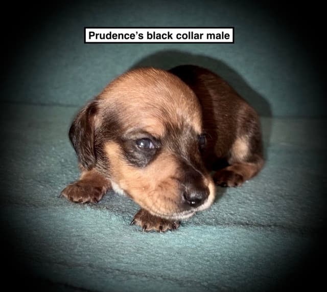 Dachshund Puppies media 2