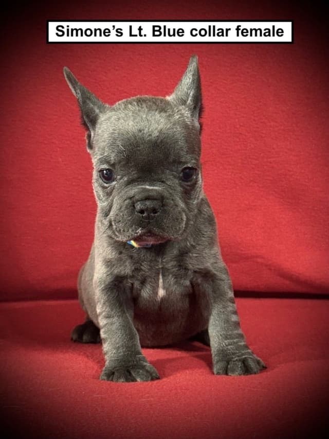 French Bulldog Puppies media 2