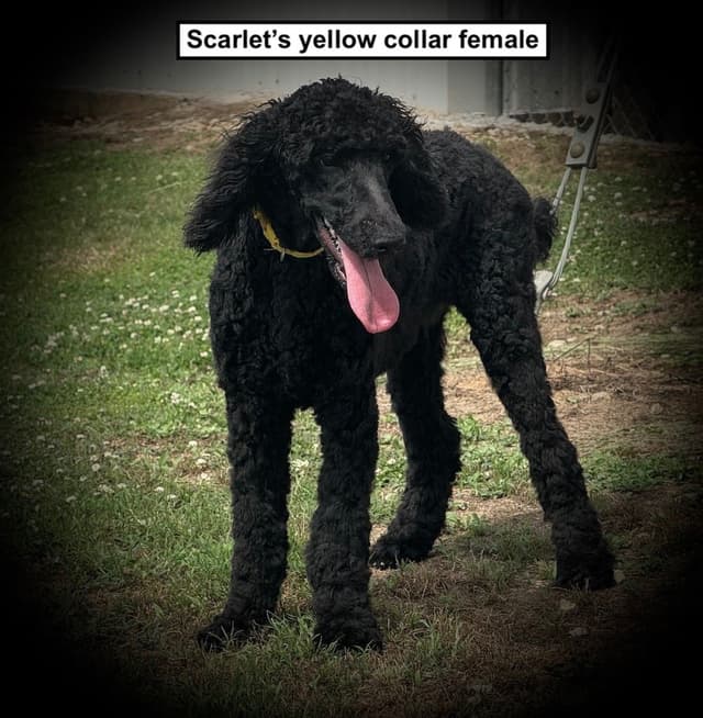 Poodle Puppies media 2