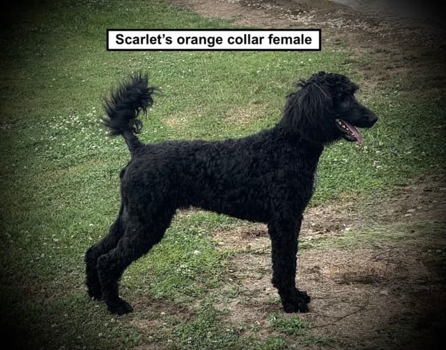 Poodle Puppies media 3