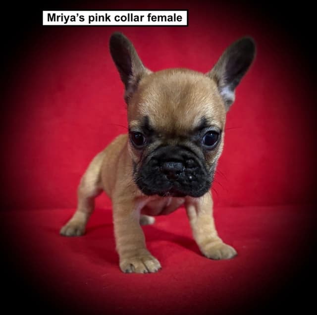 French Bulldog Puppies media 3