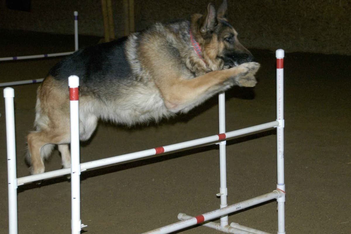 German Shepherd Dog Puppies breeder image 2