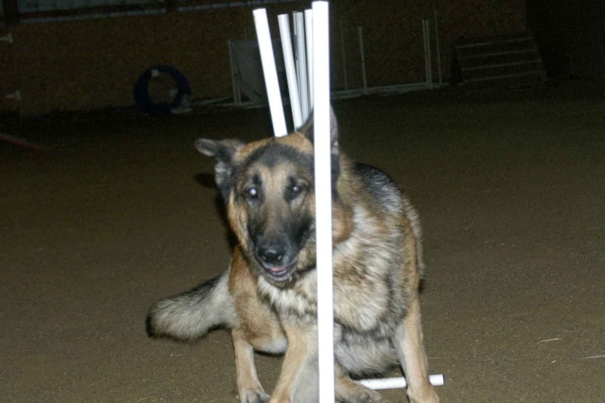 German Shepherd Dog Puppies breeder image 3