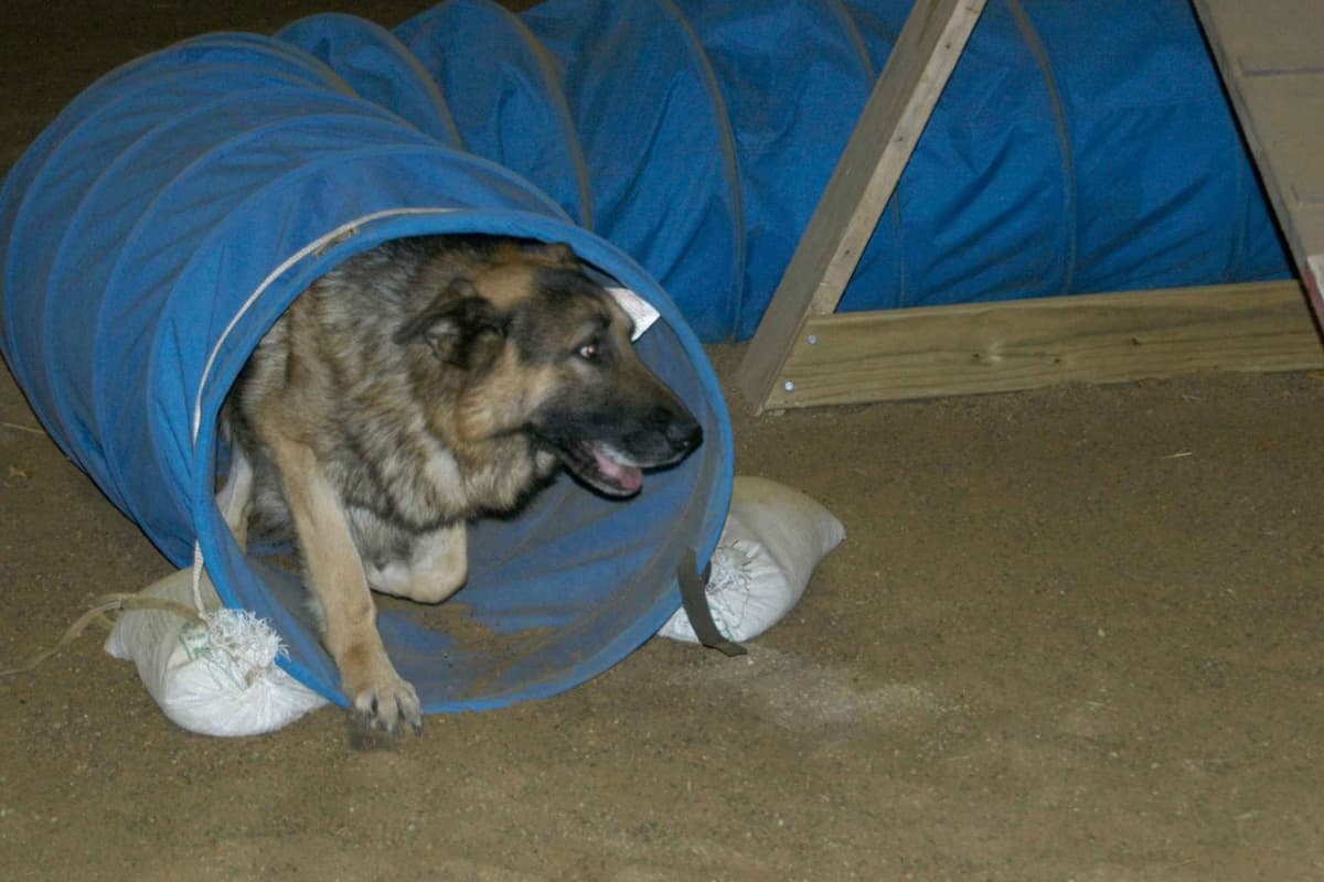 German Shepherd Dog Puppies breeder image 4
