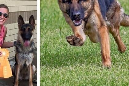 German Shepherd Dog Puppies breeder image 7