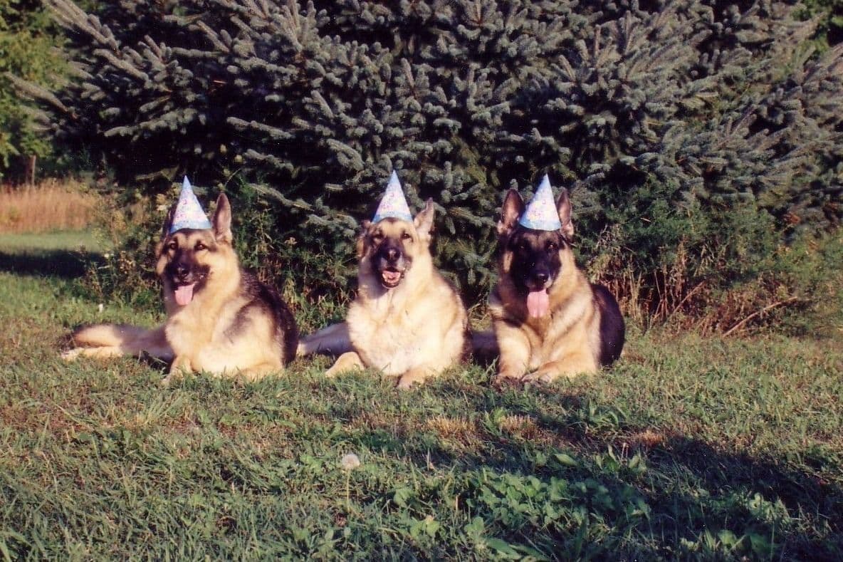 German Shepherd Dog Puppies breeder image 8